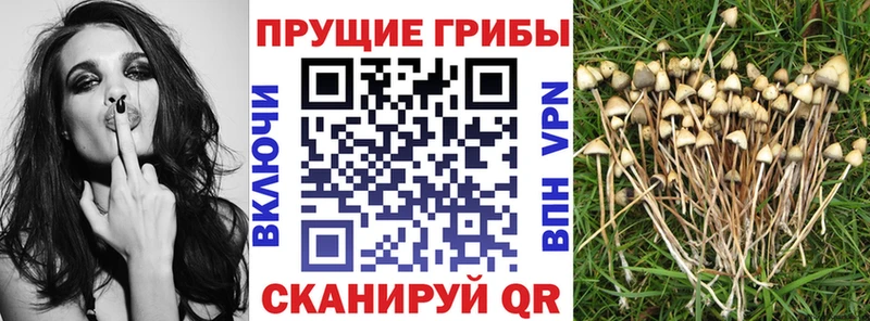 Псилоцибиновые грибы Psilocybine cubensis  Аша 